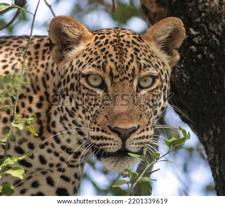 Wild leopard high up on a tree staring at the camera; leopard resting; big cat predator looking at prey from above; leopard watching; African leopard from Murchison falls Uganda