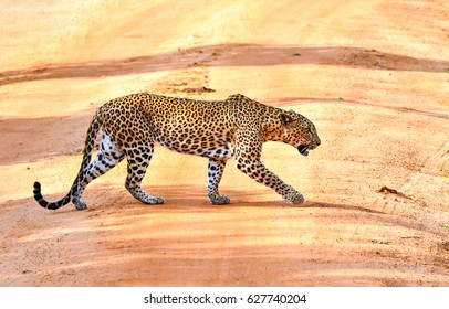 Wild Leopard Hunt In Africa