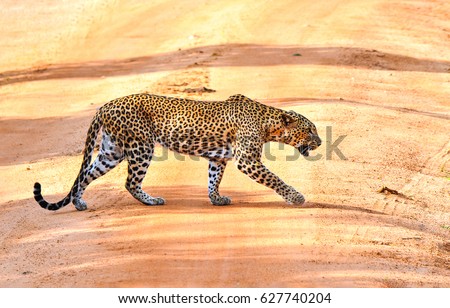 Wild leopard hunt in Africa
