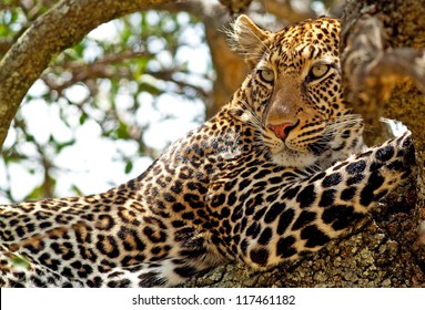 Wild leopard lying in wait atop a tree in Masai Mara, Kenya, Africa