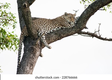 A wild Leopard resting between two branches in a large Marula tree