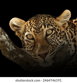 Wild leopard resting on a tree branch in the dark of night. Warm light with black background. - Powered by Shutterstock