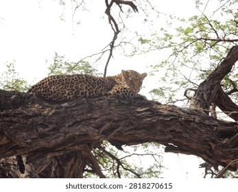 Wild leopard resting on a tree branch, in peaceful solitude