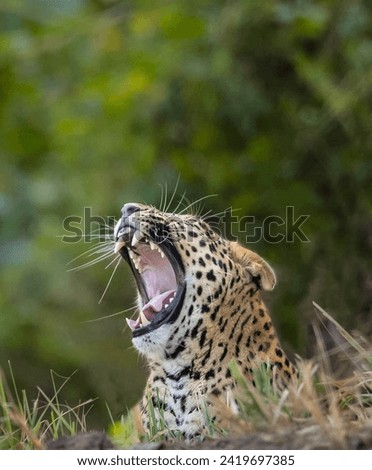 Wild Leopard Roaring in Natural Habitat
Leopard with Open Mouth and Sharp Teeth in a Forest
Detailed and Dramatic Image of a Leopard’s Roar and Fur
Leopard Portrait: A Stunning Capture of a Big Cat 