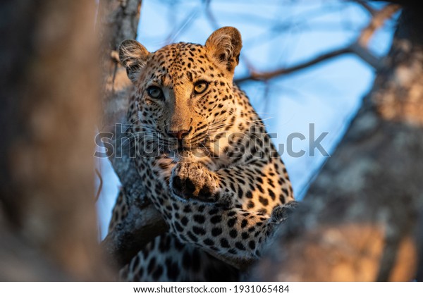 A wild\
Leopard seen on a safari in South\
Africa