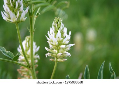 Wild Licorice Root Flower In Montana