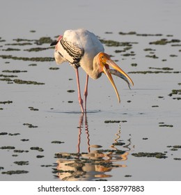 Wild Life Action Hunting Of And Painted Stork