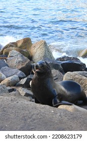 Wild Life In Cape Town