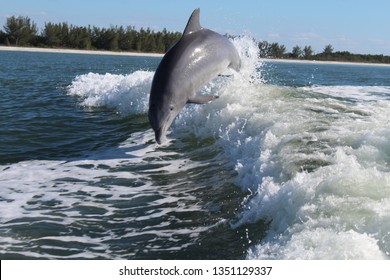 Wild Life Dolphin In Florida