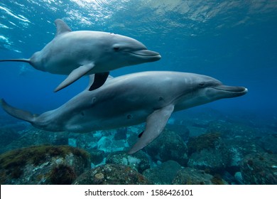 Wild Life Dolphins Underwater Photography