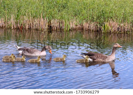 Wild Life Greylag Goose with cute goslings in lake in Utterslev park, Copenhagen
