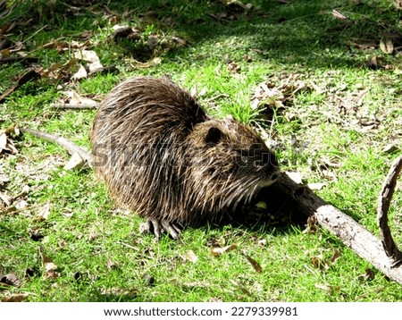 Similar – Image, Stock Photo nutria Nature Animal Pelt