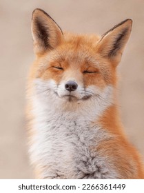 WILD LIFE PHOTO OF FOX |LOOKS CUTES 