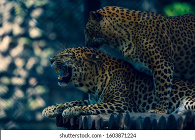 Wild Life Photography In Bannerghatta National Park