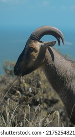 Wild Life Photography At Valpparai