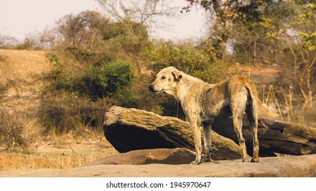 A Wild Life Shot Of A Indian Wild Dog On Hill
