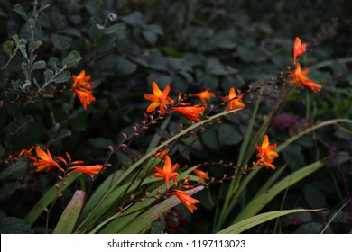 Ring Wild Flowers Images Stock Photos Vectors Shutterstock