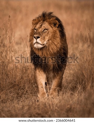 wild lion animal standing on nature jungle