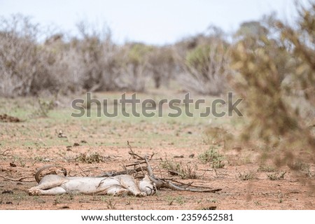 Wild lion sleeping in the savannah