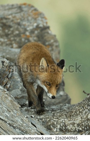 Wild little Red fox (Vulpes vulpes) looking for food on the edge of a cliff in the Italian Alps on a summer morning, August.