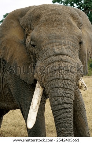 Similar – two elephants in Aberdare National Park in Kenya