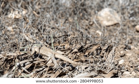 Wild lizard basking among dry leaves and rocky ground in a sunlit arid habitat, showcasing natural camouflage and reptile wildlife in the wild.