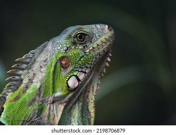 Wild Lizard In Jalapão, Brazil