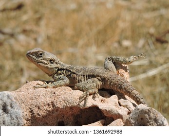 
Wild lizard (Laudakia stellio)