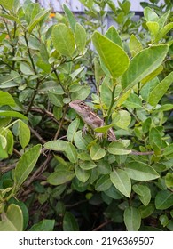 Wild Lizard On A Lemon Branch, Tree Leaves