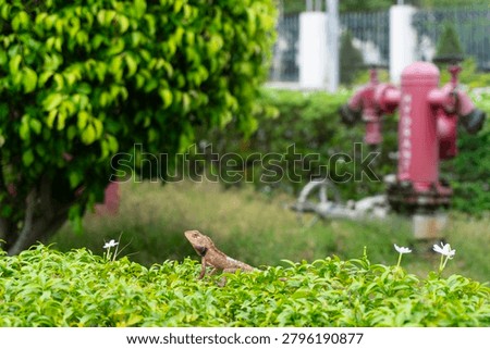 A wild lizard perched on a garden hedge in a watchful posture.