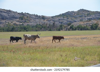 Wild Longhorns And Cows In Wichita Mountains - Oklahoma