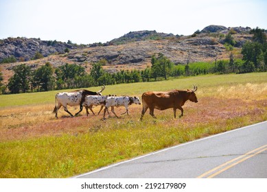 Wild Longhorns And Cows In Wichita Mountains - Oklahoma