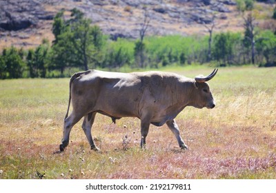 Wild Longhorns And Cows In Wichita Mountains - Oklahoma