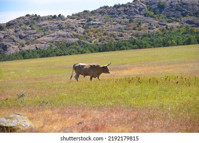 Wild Longhorns And Cows In Wichita Mountains - Oklahoma