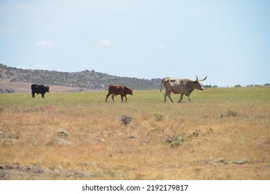 Wild Longhorns And Cows In Wichita Mountains - Oklahoma