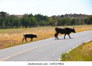 Wild Longhorns And Cows In Wichita Mountains - Oklahoma