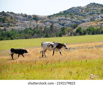 Wild Longhorns And Cows In Wichita Mountains - Oklahoma