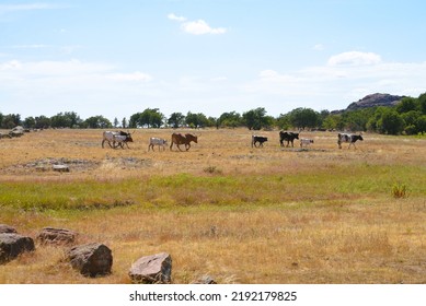 Wild Longhorns And Cows In Wichita Mountains - Oklahoma