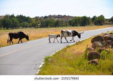 Wild Longhorns And Cows In Wichita Mountains - Oklahoma