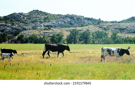 Wild Longhorns And Cows In Wichita Mountains - Oklahoma