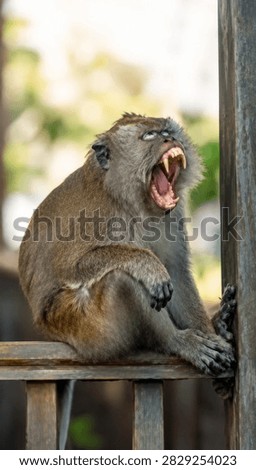 Wild long-tailed macaque monkey sitting on wooden fence with mouth open showing sharp teeth and tongue. Aggressive monkey with intense expression in tropical environment. Real wildlife photography.  