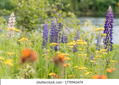 Wild lupine and other wild flowers growing along a lake in Northern Minnesota.