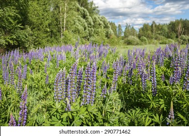 Flowers Against Sky High Res Stock Images Shutterstock