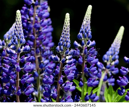 Wild lupines are an iconic Maine wildflower, glowing in summer sunshine in shades of violet, indigo, and sometimes pink. 