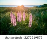 Wild lupins in Newfoundland and Labrador