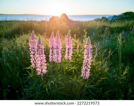Wild lupins in Newfoundland and Labrador