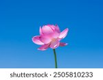 Wild lush pink flower of Lotus in the lake at sunny day, close up. Far East, Russia.