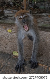 Wild macaque displaying aggressive behavior near a pedestrian path in a tropical environment 