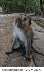 Wild macaque displaying aggressive behavior near a pedestrian path in a tropical environment 