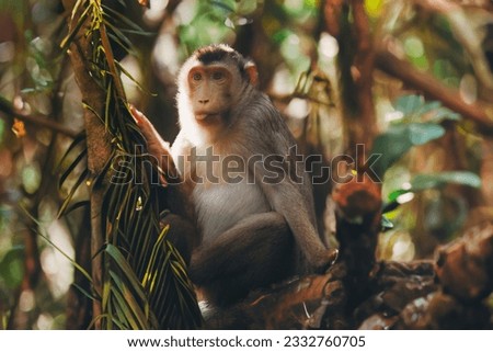 Wild macaque in the jungle, captured in its natural habitat